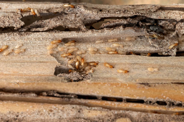 Best Pest Removal Services  in Mans, CO